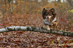 jumping Australian Shepherd