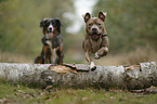 2 dogs