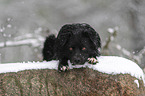 Australian Shepherd in the snow