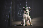 young Australian Shepherd