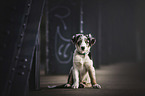 young Australian Shepherd