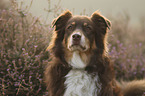 Australian Shepherd portrait