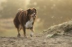 running Australian Shepherd