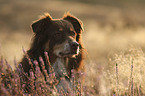 Australian Shepherd portrait