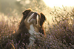 Australian Shepherd portrait