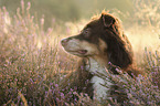 Australian Shepherd portrait