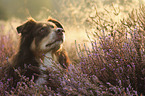 Australian Shepherd portrait