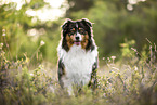 sitting Australian Shepherd