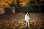 sitting Australian Shepherd