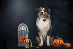 sitting Australian Shepherd