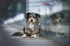 lying Australian Shepherd