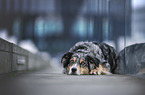 lying Australian Shepherd