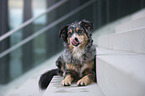 lying Australian Shepherd