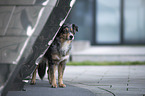 standing Australian Shepherd