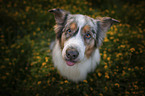 Australian Shepherd