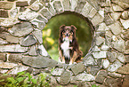 sitting Australian Shepherd