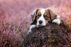 lying Australian Shepherd