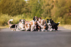 running Australian Shepherds