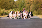 running Australian Shepherds