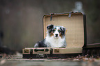 lying Australian Shepherd