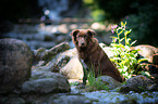 sitting Australian Shepherd