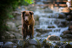 Australian Shepherd