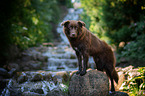 Australian Shepherd