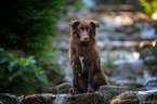 sitting Australian Shepherd