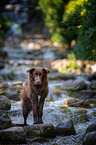 sitting Australian Shepherd