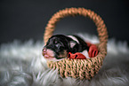 Australian Shepherd Puppy