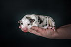 Australian Shepherd Puppy