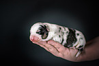 Australian Shepherd Puppy