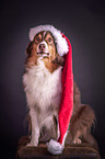sitting Australian Shepherd