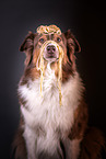 Australian Shepherd Portrait