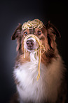 Australian Shepherd Portrait