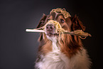 Australian Shepherd Portrait