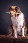 sitting Australian Shepherd