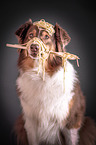 Australian Shepherd Portrait