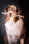 Australian Shepherd Portrait