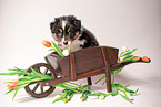 Australian Shepherd Puppy