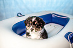 Australian Shepherd Puppy