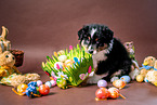 Australian Shepherd Puppy