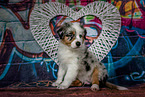 Australian Shepherd Puppy