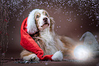 lying Australian Shepherd