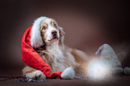 lying Australian Shepherd