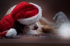 lying Australian Shepherd