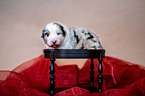 Australian Shepherd Puppy