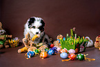 Australian Shepherd Puppy