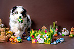 Australian Shepherd Puppy