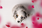 Australian Shepherd Puppy